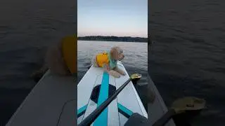 Спасательные жилеты для собак Ruffwear в САПКЛАБ 🐕‍🦺 