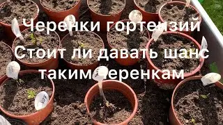 ЧЕРЕНКИ ГОРТЕНЗИЙ. Стоит ли давать шанс таким маленьким черенкам.