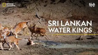 Sri Lankan Water Kings | Asia’s Wild Secrets | हिन्दी | Full Episode | S1 - E3 | Nat Geo Wild