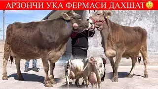 ТОЗА ШВЕЦ СИГИРЛАР ПУЛИЯМ АРЗОН ТУГАП ҚОЛМАСИН🏃📞😲99-820-85-05📞 97-709-25-06