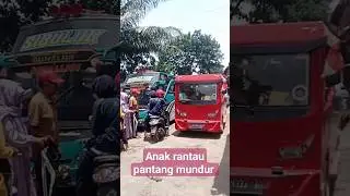 semut merah 