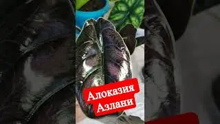 Алоказия Азлани #shorts