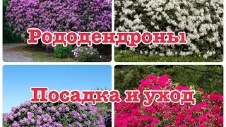 Рододендроны посадка и уход. Подобрала морозостойкие и вечнозеленые сорта рододендронов.