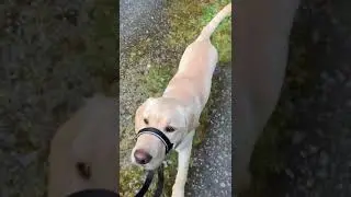 Keano's Training Journey - Week 10 - Head Collar Walk!