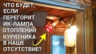 Что будет, если перегорит ИНФРАКРАСНАЯ ЛАМПА отопления курятника, пока нас нет на даче