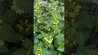 Зеленчук в саду! Цветение!