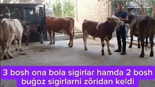 Ser sut chempion sigirlar  +99899.571.55.93+99897.255.55.93 keldi