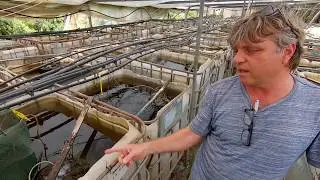 Amazing Guppy Fish Farm [Tour]