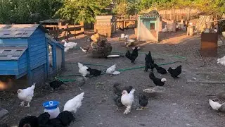 ХОЗЯЙСТВО И ДОЖДИ. ПОКУПКА ХУДОЙ КОРОВЫ. КОРОВЫ НА ПОЛЕ. НАС ЗАЛИВАЕТ..СЕНА НЕ БУДЕТ