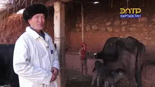 Элет баяны // Кара Кулжа району