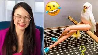 Funniest Cats And Dogs Videos 😸🐶  - Best Cute And Funny Animals 🥰