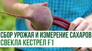 Сбор урожая и измерение сахаров свекла КЕСТРЕЛ F1 | Agrolife.ua рекомендует!