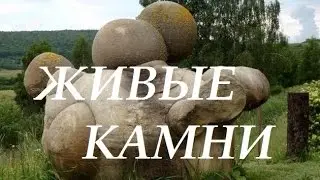 Живые камни- что это такое? Документальный проект