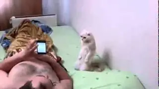 Котик - бендеровец