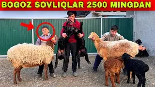 ARZONCHI YORVORISHGA NARX QOYDI BOGOZ SOVLIQ EGIZAKCHILAR KELDI