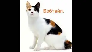 День кошки!