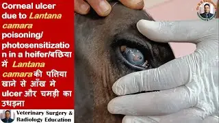 Corneal ulcers/Lantana camara poisoning in a heifer/cow/clinical signs/photosensitization/drrbk