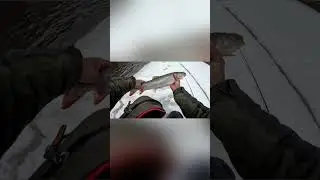 Поймал-Отпусти |рыбалка в России | #fishing  #рыбалка #shorts