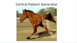 Central pattern generator