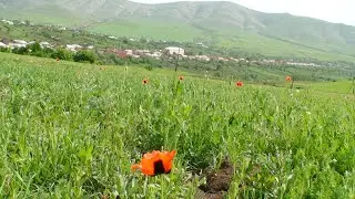 Gədəbəy rayonu Şahdağ, Novaivanovka, Çiçəkli, Çobankənd kəndlərinin dronla görüntüsü. Lətifə Çeşməli