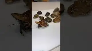 Hermit Crab Catch And Cook