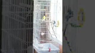 Home Music Recording is NOT for the Birds #audioproduction #musicproduction #budgies
