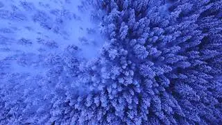 Футаж для видеомонтажа #19. [Природа, лес, зима]