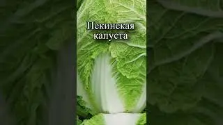 Что делает пекинская капуста с организмом?