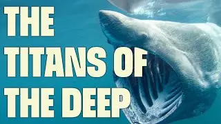Powerhouses of the Ocean | FULL DOCUMENTARY | Sharks: the Big Five | @UltimateNatureDocs