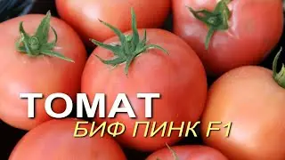 Мясистый, сладкий, салатный БИФ-томат, который не растрескивается! Обзор сортов ТОМАТОВ!