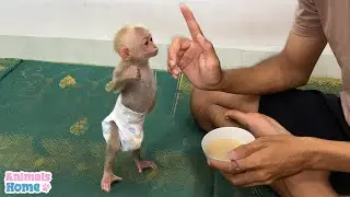 Dad teaches BiBi monkey way of Monkey YoYo Jr