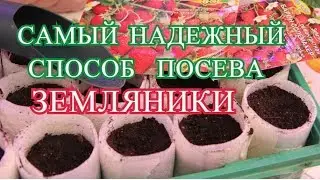 САМЫЙ НАДЕЖНЫЙ СПОСОБ ПОСЕВА ЗЕМЛЯНИКИ. МИФ О ПОСЕВЕ ЗЕМЛЯНИКИ.