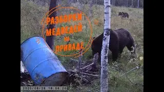 Привада на медведя. Драка медведей.