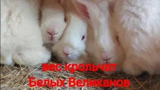 Кролики. Вес крольчат породы Белые Великаны.