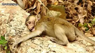 Poor monkey Solo surprise crying loud angry mom Queen not feed him full milk-Queen walk out no care