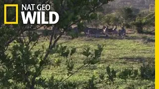 Lions Use Teamwork to Hunt | Nat Geo Wild