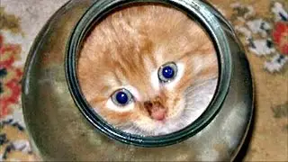 Малыш залез в банку и не смог выбраться. Смотрите что сделала мама кошка!