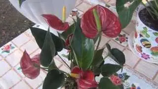 Семейный блог Гранкиных.Антуриум уход, пересадка в домашних условиях.