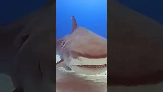 swimming with tiger shark