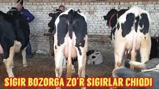 To‘raqo‘rg‘on tumani Shahidon chorva bozori sigirlari.7-dekabr 2021-yil.