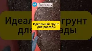 Идеальный грунт для рассады! 