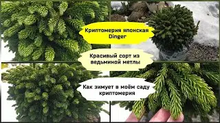 Криптомерия японская Dinger. Как зимует криптомерия в Ленинградской области.