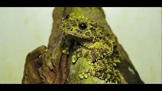 Amazing Camouflage