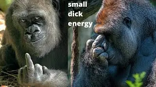How Big Is King Kong’s Penis? I did the math and it's smaller than you think.