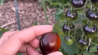 Midnight Snack Tomato | Hybrid Variety Tomatoes | Texas Food Forest | Kaufman County