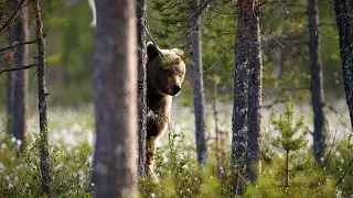 Как не стать добычей Хозяина тайги