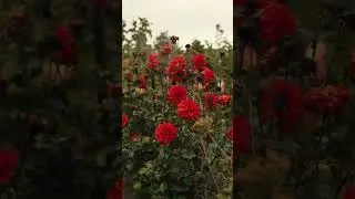 дождливое утро в деревне 