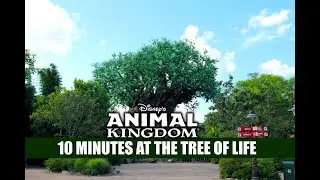 Disney's Animal Kingdom 10 Minutes at the Tree of Life at Closing - Walt Disney World Crowds