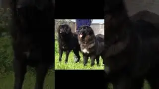 Gaddi Puppy Available || Gaddi Dog Kennel in India. Bakrwal Dog Kennel.