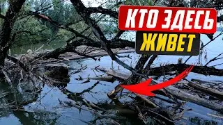 Забросил удочку в коряги, а там САЗАН/ Рыбалка на сазана